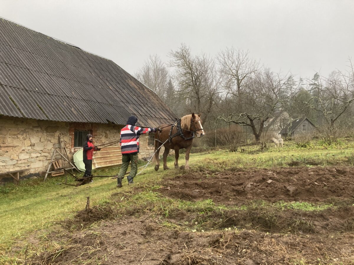 Working horses digging ground Järve farmhouse