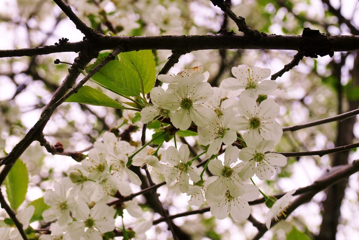 Cherry tree blooming
