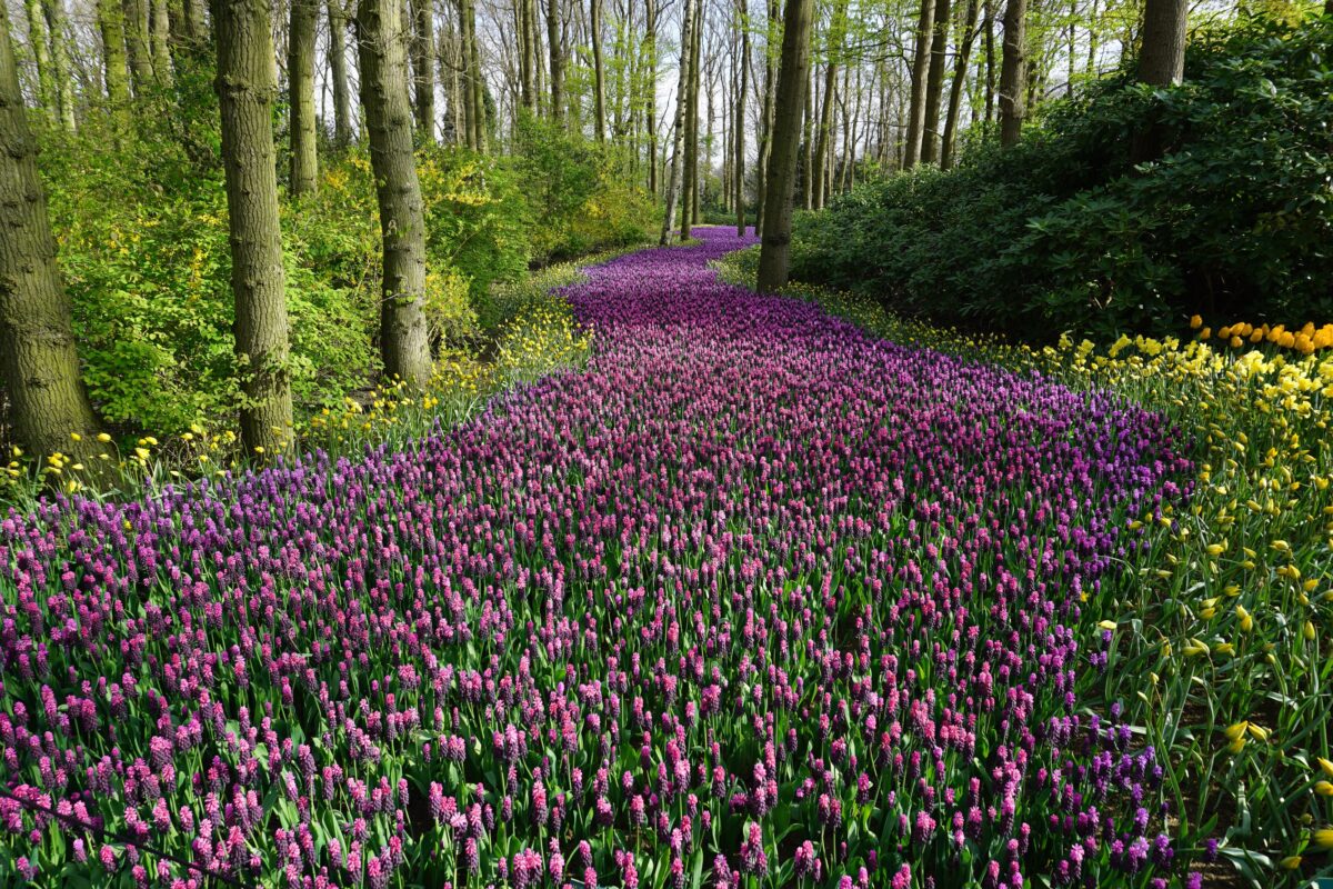 Flower field in the woods