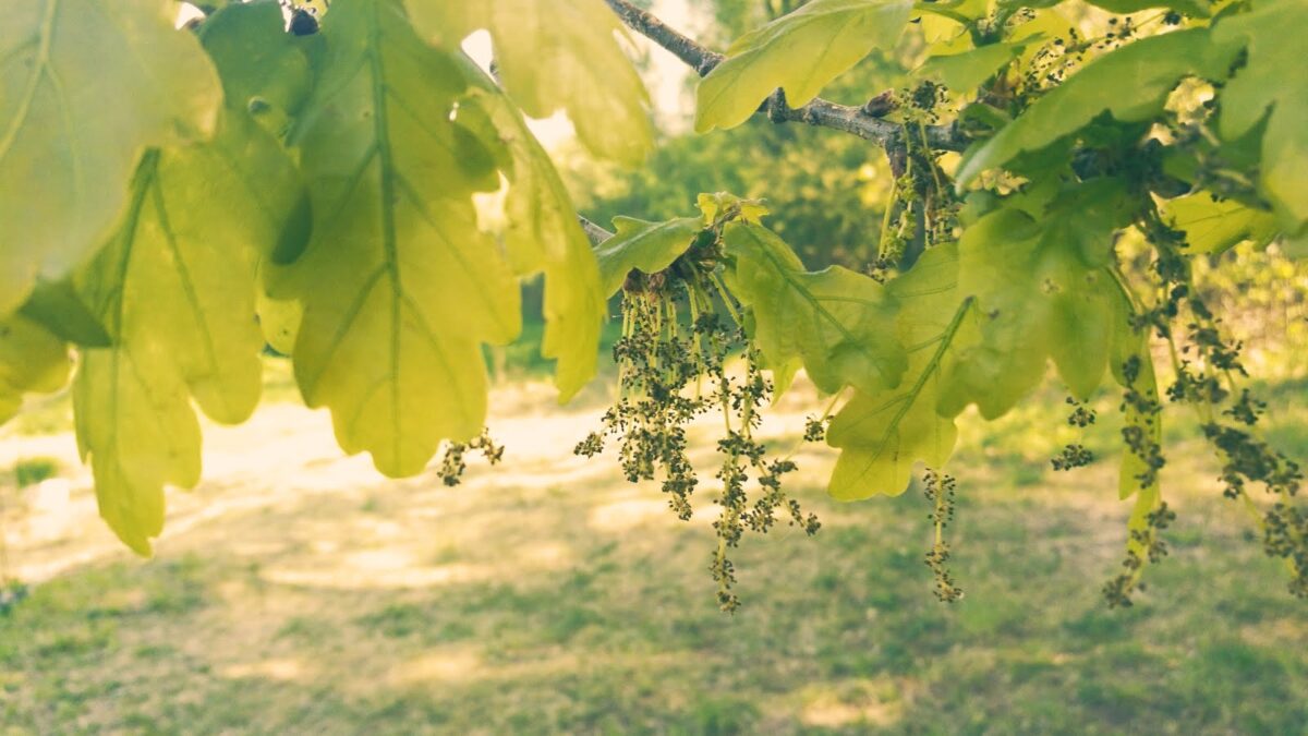 Flowering Oak